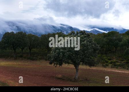 Landscape on a rainy day of mountains with low clouds with a tree in the foreground.Mountains of Antequera, Malaga. Stock Photo