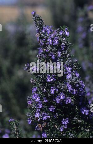 Salvia rosmarinus, (syn. Rosmarinus officinalis), commonly known as rosemary, is a shrub with fragrant, evergreen, needle-like leaves and white, pink, Stock Photo