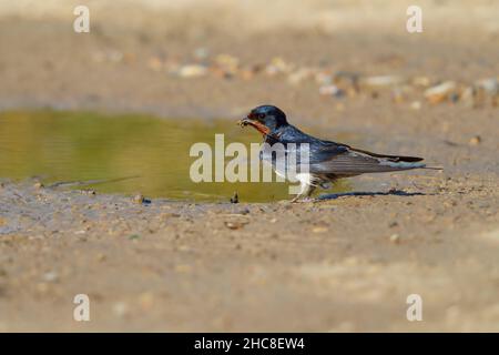 An adult Barn swallow (Hirundo rustica) collecting mud for its nest in Suffolk, UK, in summer Stock Photo