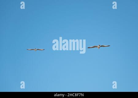 Seagulls in flight against the blue sky Stock Photo
