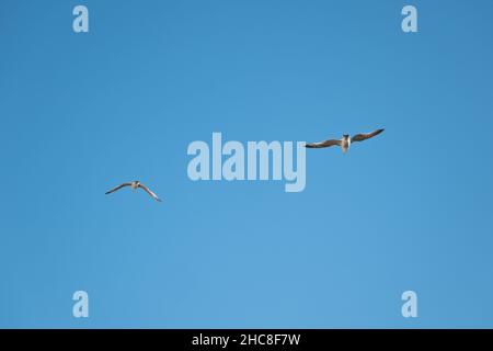 Seagulls in flight against the blue sky Stock Photo