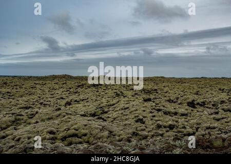Low angle shot of moss on a cloudy day in Iceland Stock Photo