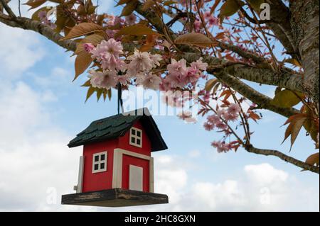 Low angle of a red wooden birdhouse hanging on a branch of a tree full of blooming pinkish flowers Stock Photo