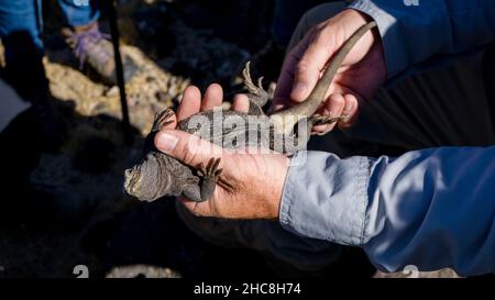 A Chuckwalla (Sauromalus ater) getting hold upside down in the Mojave desert, USA Stock Photo