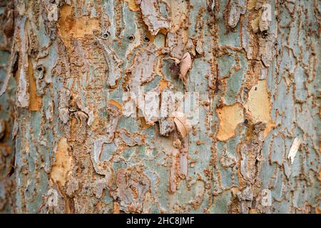 Close up view of interesting tree bark Stock Photo