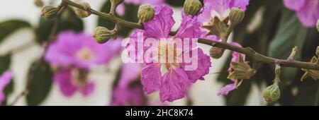 Lagerstroemia speciosa flower from tropical southern Asia, macro Stock Photo