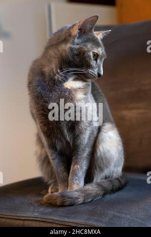 A Small multi-colored russian blue cat sitting on  a chair looking aside Stock Photo