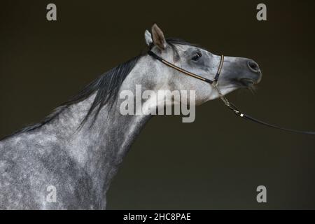 Arabian horse portrait against dark stable background
