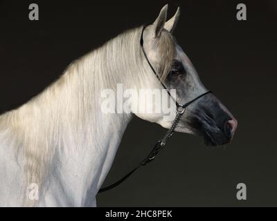 Arabian horse portrait against dark stable background