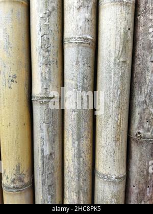 Bamboo texture, bamboo background Stock Photo