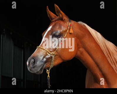 Arabian bay horse portrait in dark stable Stock Photo