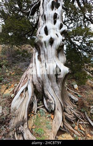 Black pine, (Pinus nigra subsp. pallasiana) ancient old stem of tree, in Troodos mountain area, endemic of Cyprus, eastern Mediterranean Stock Photo
