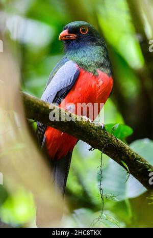 A male Slaty-tailed Trogon (Trogon massena) perched ona branch. Costa Rica. Stock Photo