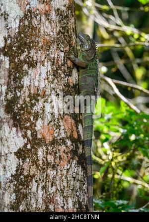 A Green Iguana (Iguana iguana) on a tree trunk. Costa Rica. Stock Photo