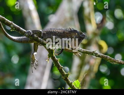 A Green Iguana (Iguana iguana) displaying its dewlap on a branch. Costa Rica. Stock Photo
