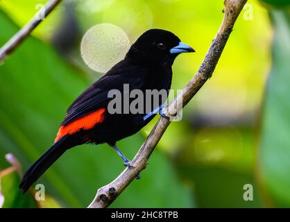 A male Scarlet-rumped Tanager (Ramphocelus passerinii) perched on a branch. Costa Rica. Stock Photo