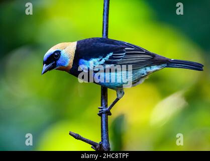 A Golden-hooded Tanager (Stilpnia larvata) perched on a branch. Costa Rica. Stock Photo