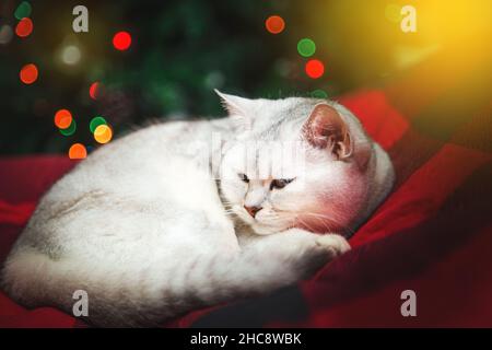 British silver cat lies on a red blanket. Christmas tree, home interior, festive atmosphere. Stock Photo