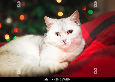 British silver cat lies on a red blanket. Christmas tree, home interior, festive atmosphere. Stock Photo