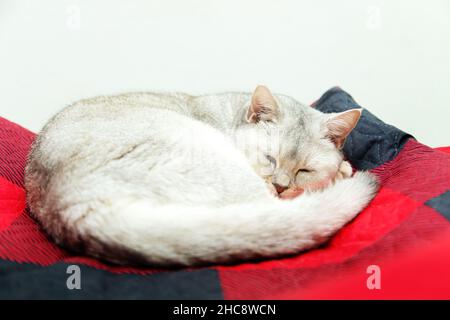 British cat sleeps on a red blanket. Rest of the animal. Stock Photo