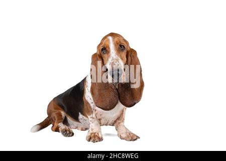 A English basset hound sitting and seen from the front isolated on a white background Stock Photo
