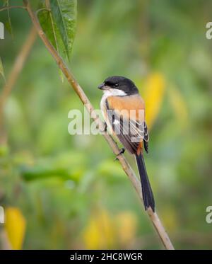long-tailed shrike or rufous-backed shrike is a member of the bird family Laniidae, the shrikes. They are found widely distributed across Asia and the Stock Photo