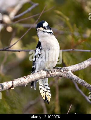 Woodpecker perched on a tree branch with a blur background in its environment and habitat surrounding, displaying white and black feather plumage wing Stock Photo