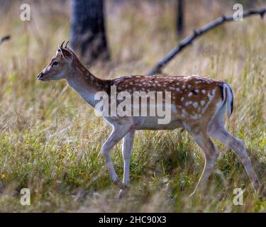 Fallow deer close-up profile view in the field with grass and trees background in his environment and surrounding habitat displaying its antlers. Stock Photo