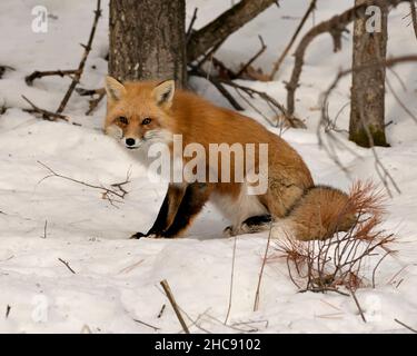 Red fox close-up profile side view sitting on snow  in its environment and habitat with blur forest background displaying bushy fox tail. Fox Image. Stock Photo