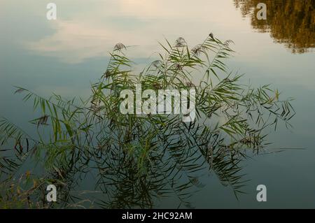 green reeds in calm water reflecting the sky and trees Stock Photo