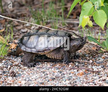 Snapping Turtle close-up profile view walking on gravel in its environment and habitat surrounding displaying dragon tail, turtle shell, paws, nails. Stock Photo