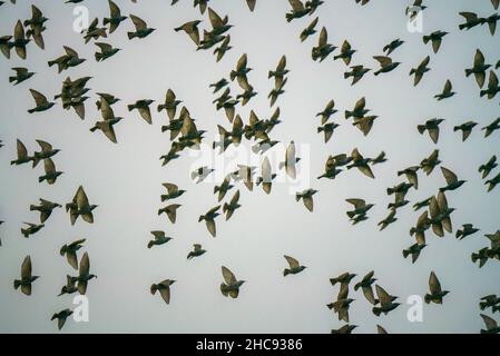 a large flock of hundreds of starlings (Sturnus vulgaris) flying in a grey winter sky Stock Photo