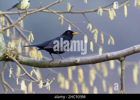 Blackbird, (Turdus merula), male perched on branch of hazelnut bush, in late winter, Lower Saxony, Germany Stock Photo