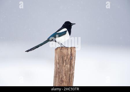 Magpie, (Pica pica), perched on fence post, in winter, Lower Saxony, Germany Stock Photo