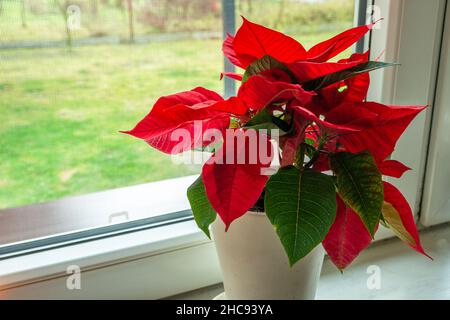 Red-green poinsettia flower in a white pot in window Stock Photo