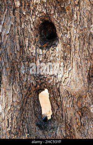 hollow and holes in the trunk of an old olive tree Stock Photo
