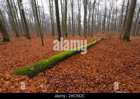 Beech Trees, (fagus sylvatica), dead stem lying on woodland floor, covered in moss, in winter, Bramwald, south lower Saxony, Germany Stock Photo