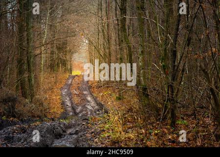 Muddy road through the dark autumn forest, Nowiny, Poland Stock Photo