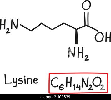 Hand drawn chemical molecular formula of amino acid Lysine in doodle style isolated. Stock Vector