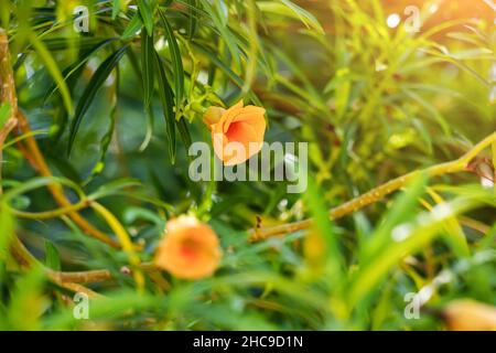 Cascabela thevetia or Yellow Oleander tree is widely used as ornamental in hot climate, but it is very poisonous and toxic Stock Photo