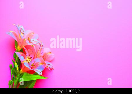 Beautiful flowers of alstroemeria. Neon colors. Pink flowers and green leaves on a pink background. Peruvian lily. Top view with space for text. Stock Photo