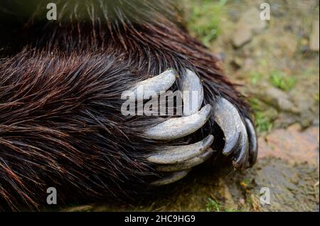Brown bear paw and claws close up, predator and his weapon. Stock Photo