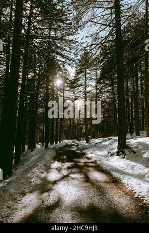 Rural road crossing through a snowy forest in winter Stock Photo - Alamy
