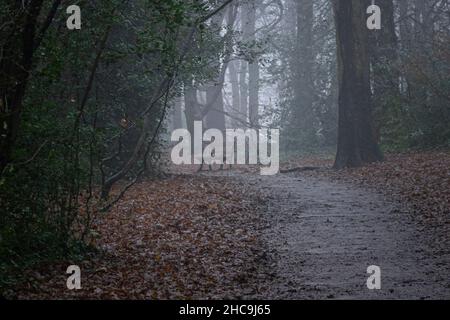 Fog in London Boxing Day 2021 Stock Photo