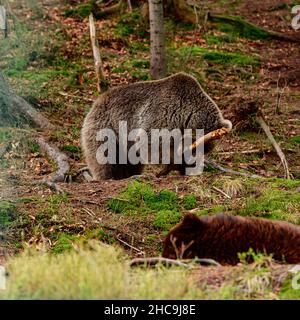 A brown bear in the mountains holds a stick in its paws, active recreation of animals in the forest, a large and formidable mammal, bears in the Natio Stock Photo