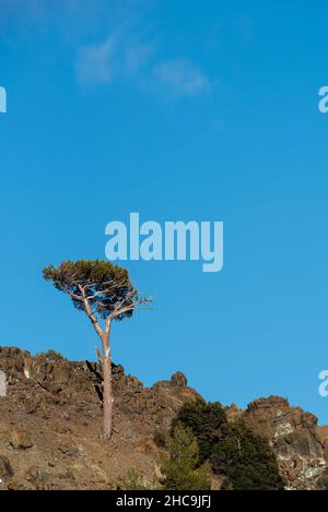 Lonely pine coniferous tree in forest isolated on white foggy sky. Nature landscape Stock Photo