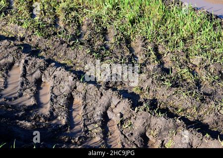 Dirt road after rain in the field. Puddles in a rut on the green grass. Slush on broken rural road with deep tire tracks Stock Photo