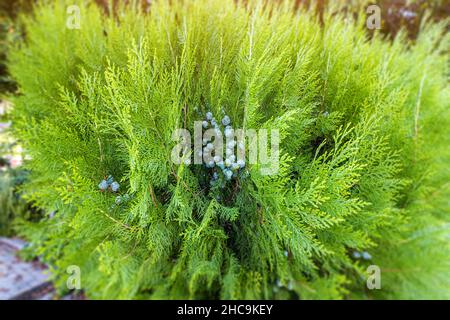 Thuja berries - popular plant in landscape design Stock Photo