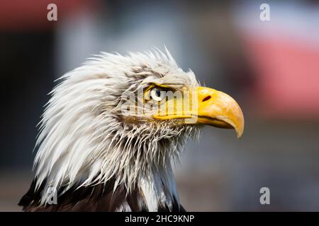 A bald headed eagle overlooking a field at the Birds of Prey Center in Coaldale Alberta Canada Stock Photo