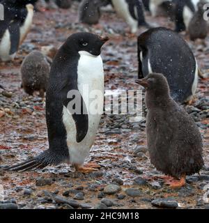 Beautiful view of two Adelie penguins standing on a rocky pebbles ground in Antarctica Stock Photo